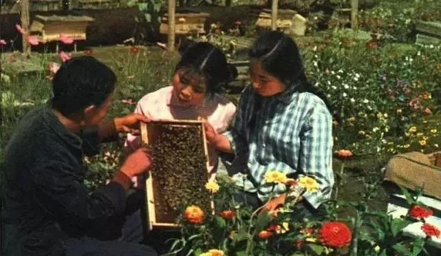 蹉跎岁月：女知青珍贵照片100张|知青|农村_新浪新闻
