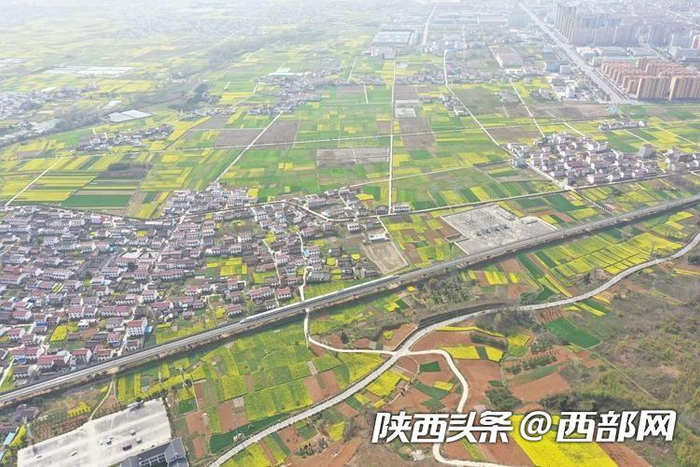 西安北至汉中间相继加开多趟列车，沿途经停佛坪、洋县西、城固等多个观赏油菜花的地点。摄影：郝正国