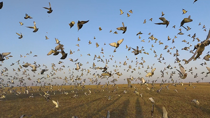 信鸽司放时的场面。  图/中国信鸽协会