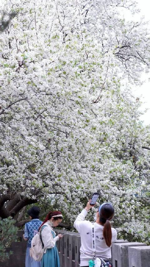 满树梨花开图片