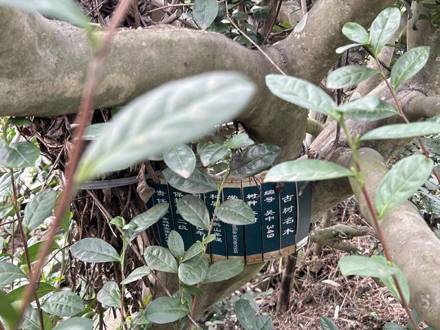 百年老茶树。澎湃新闻记者 迪娜尔摄