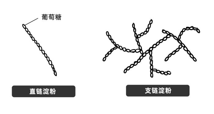 大米淀粉粒绘图图片