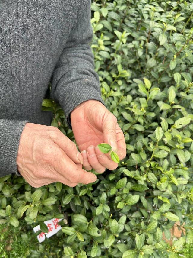 周永明介绍碧螺春茶树品种“线丝茶”。澎湃新闻记者 迪娜尔摄