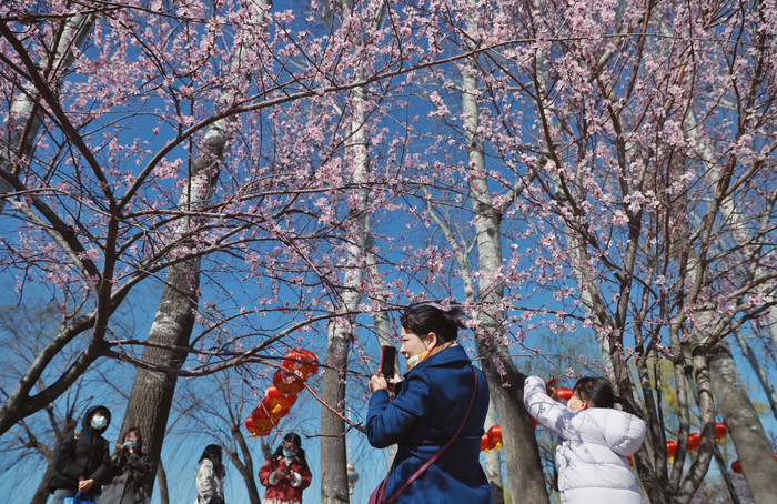 3月12日，北京玉渊潭公园，大风吹来蓝天，不少市民游客在山桃花下赏春。  新京报记者 薛珺 摄