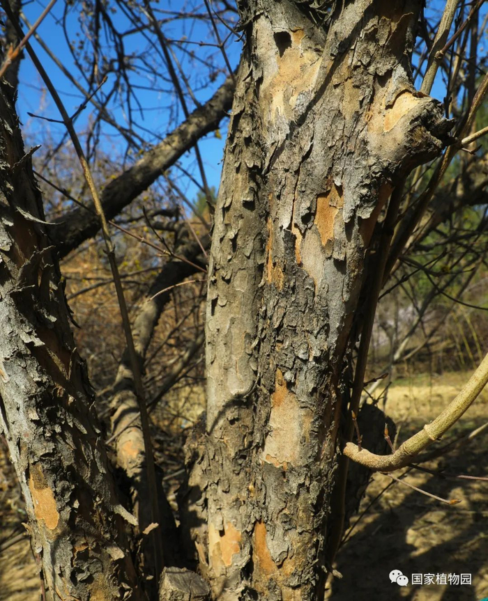 △山茱萸的树皮