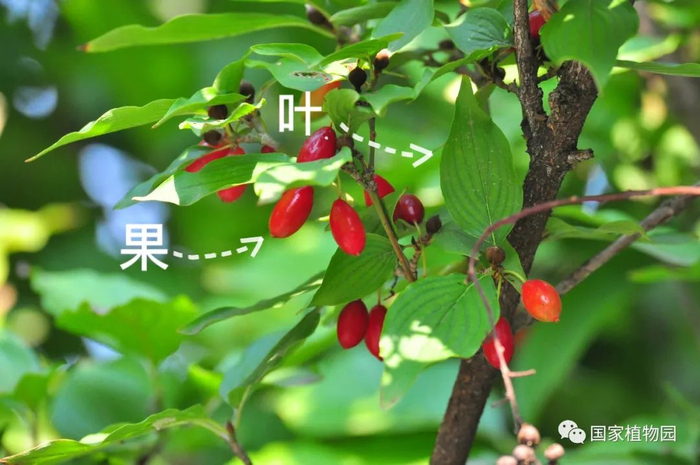 △山茱萸的叶和果（陈红岩 拍摄）