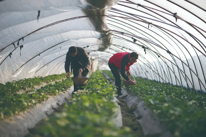 长丰县草莓种植户在大棚内采摘草莓 郭晨 摄