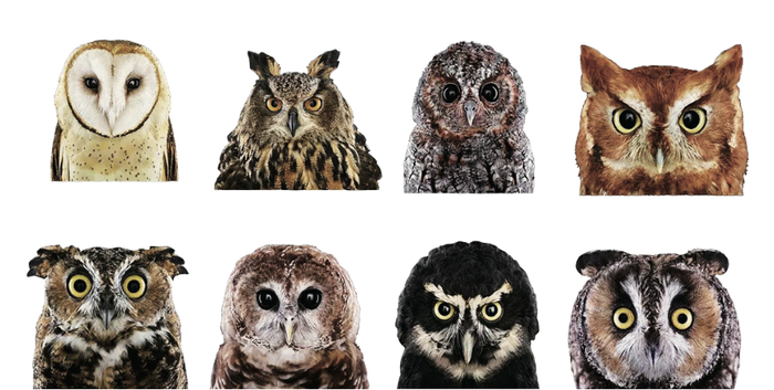 图 1 各种猫头鹰