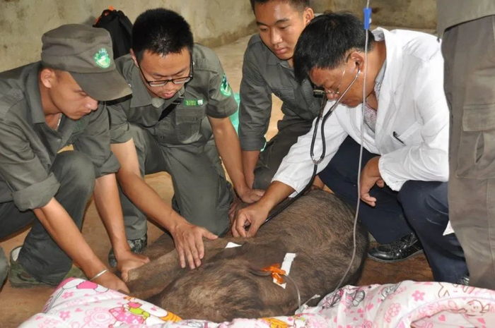 救护小象（西双版纳国家级自然保护区管护局供图）