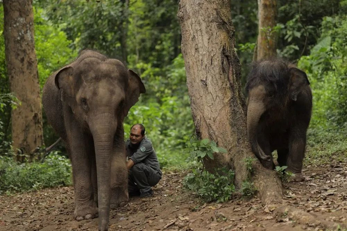 “象爸爸”陈继铭带着救助象羊妞（左）、龙龙（龙）在野外丛林遛弯（西双版纳国家级自然保护区管护局供图）