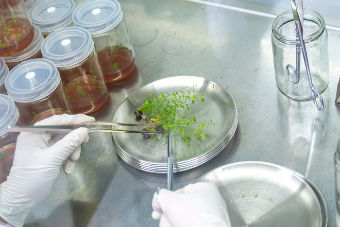 给蓝莓幼苗分株