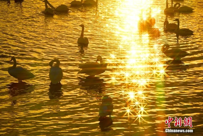 中新社发 杨志礼 摄。图片来源：CNSphoto