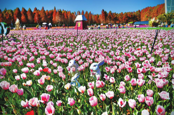 昆明捞渔河湿地公园100万余株郁金香盛开。本报记者 龙宇丹摄