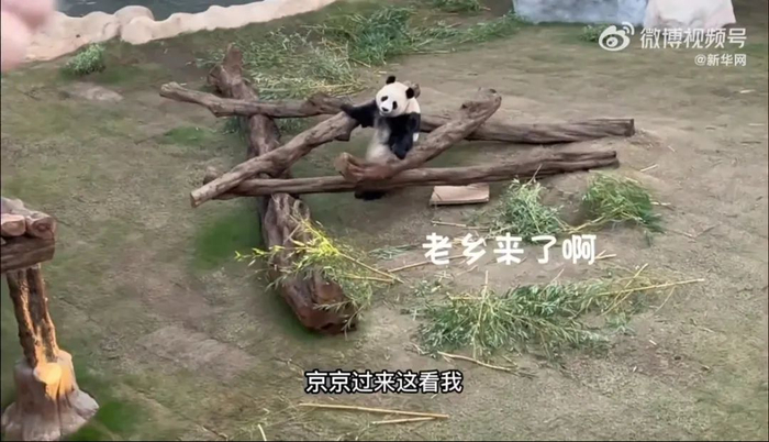 游客在卡塔尔用四川话召唤熊猫京京，得到回应 | 微博@新华网