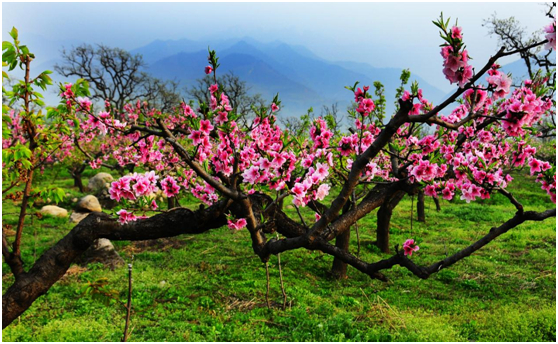 清水头村桃花观赏区