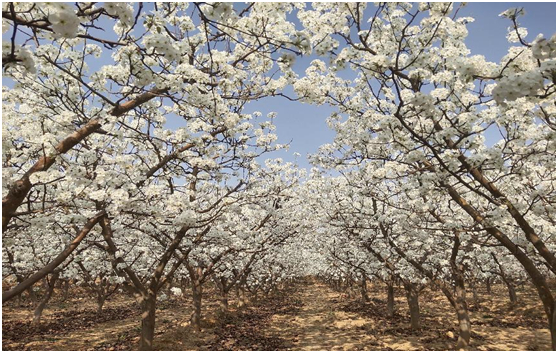樊家川村梨花观赏区
