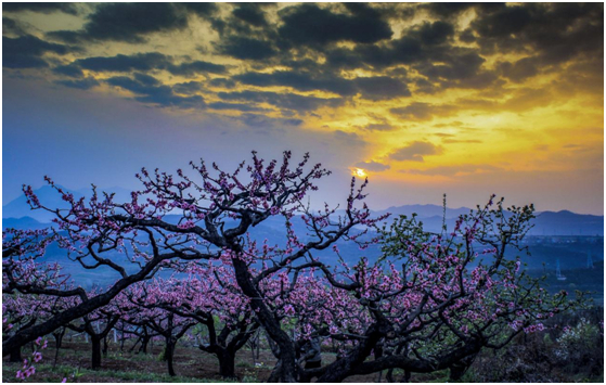 厥湾村桃花观赏区