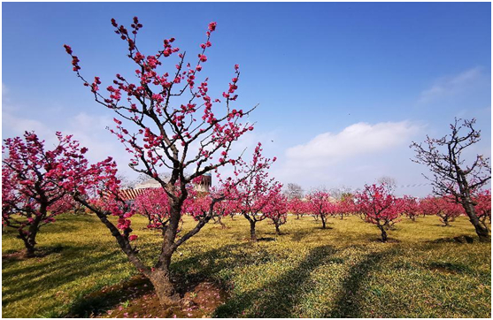 唐村农业公园红梅观赏区