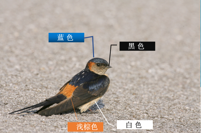 金腰燕  来源：袁晓