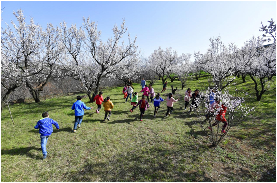 阿氏村杏花观赏区