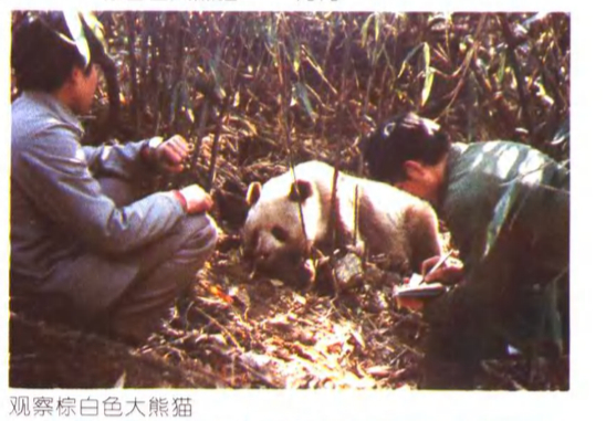 图源：潘文石《漫长的路》