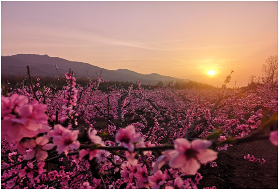 柳泉口村桃花观赏区