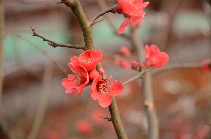 贴梗海棠 摄影：王金虎