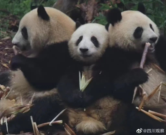 夹缝生存的花花 | 图源：微博@四川观察