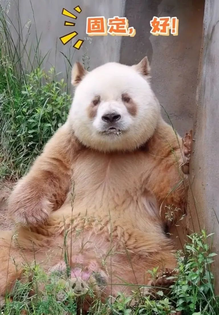 世界上唯一一只圈养的棕色大熊猫“七仔”，现居秦岭四宝科学公园| 图源：微博@中新网山西分社