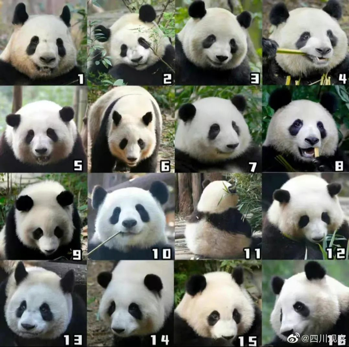 三秒钟找出顶流花花，提示：头大可爱没脖子 | 图源 ： 微博@四川观察