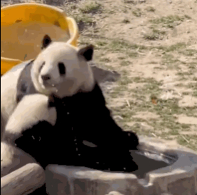 秦岭大熊猫野化培训基地，熊猫崽崽被妈妈强行按头洗澡/ 微博@齐鲁晚报