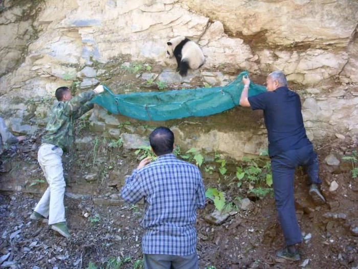 陕西当地村民救助大熊猫阿宝 / 图源：澎湃新闻