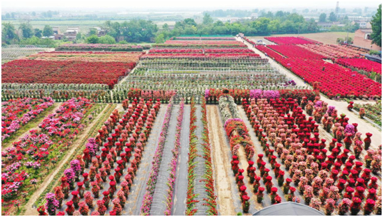 秦兴苑月季花海观赏区