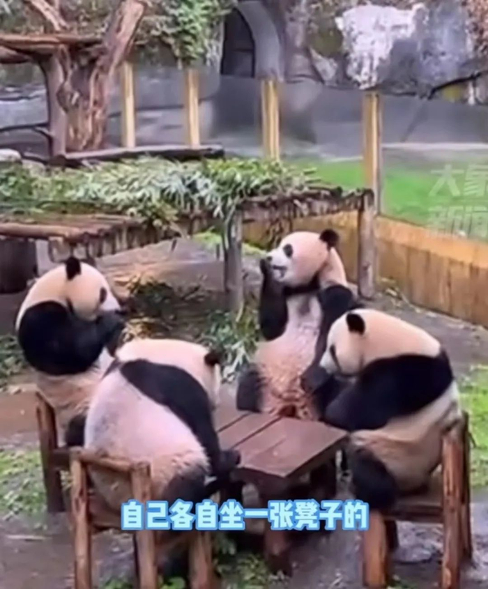 “四喜丸子”组合 | 图源：@大象新闻