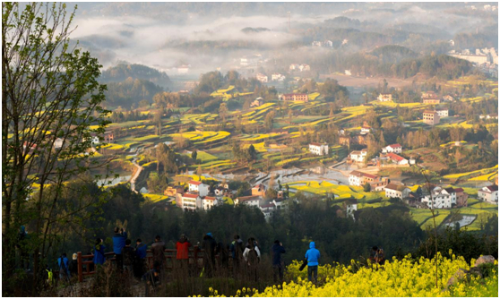 汉山村油菜花观赏区