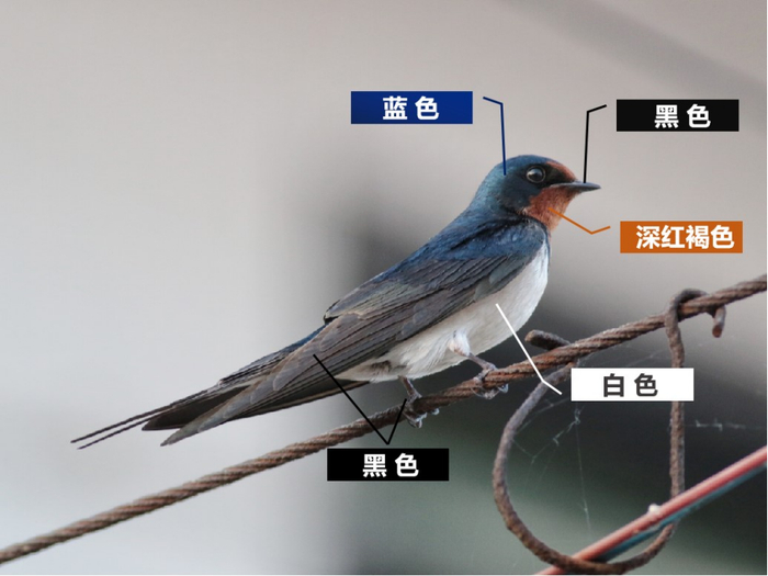 家燕   来源：王军馥