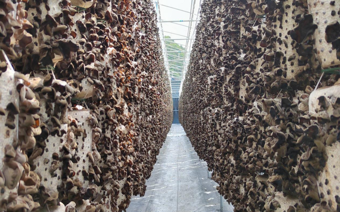 第十二批全国“一村一品”示范镇——商洛市柞水县杏坪镇（木耳）