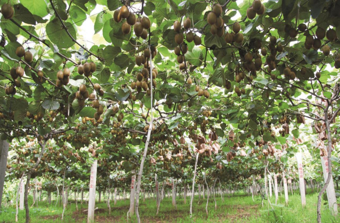 2022年全国乡村特色产业产值超亿元村——宝鸡市岐山县蔡家坡镇安乐村（猕猴桃）