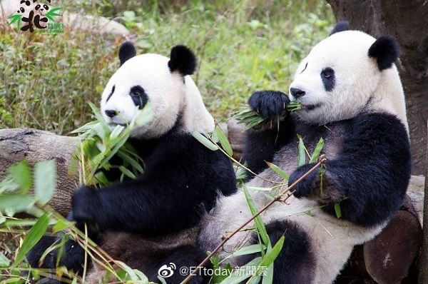 台湾，大熊猫“团团”、“圆圆”。@ETtoday新闻云