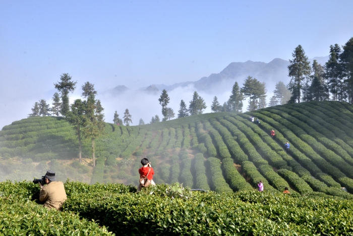 第十二批全国“一村一品”示范村——汉中市镇巴县兴隆镇水田坝社区（茶叶）