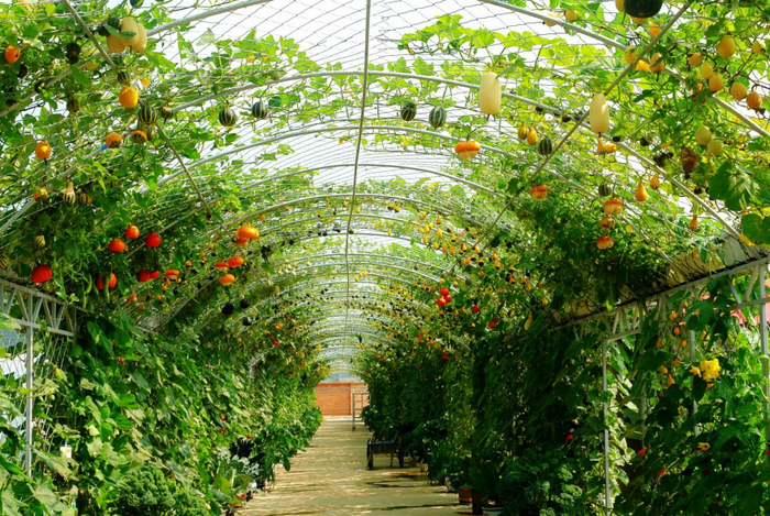 2022年全国乡村特色产业产值超十亿元镇——咸阳市泾阳县云阳镇（泾云蔬菜）