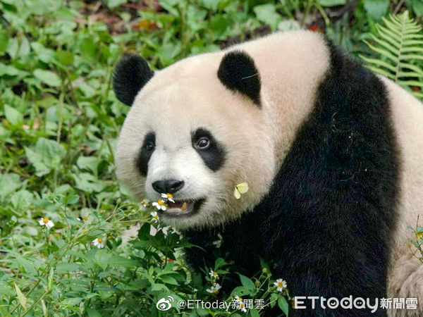 2岁的大熊猫“圆宝”，长得又高又壮，身高体重直逼妈妈。@ETtoday新聞雲