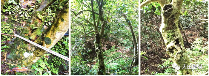 野生古茶树（供图：大田县融媒体中心）