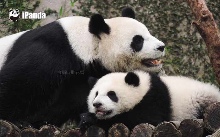 大熊猫妈妈“圆圆”与大熊猫宝宝“圆仔”。iPanda熊猫频道 图