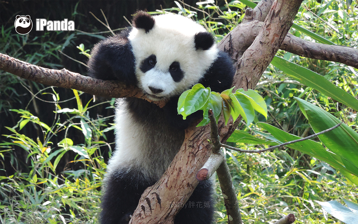 调皮的大熊猫宝宝“圆仔”。iPanda熊猫频道 图