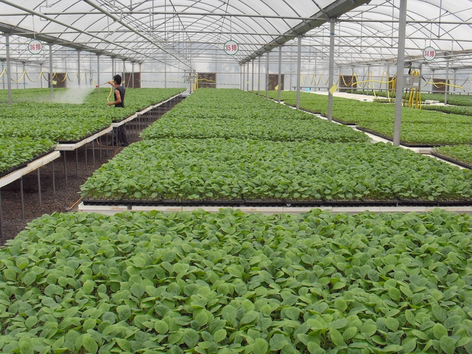 第十二批全国“一村一品”示范村——延安市志丹县保娃沟门村（蔬果）