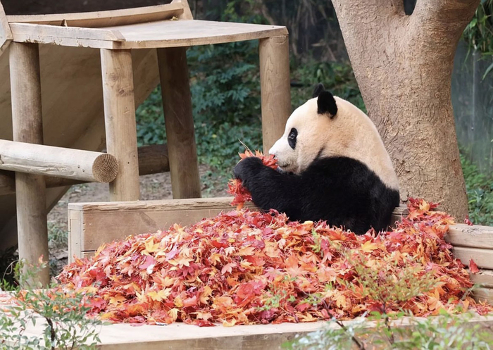 穿着“枫叶裙”的大熊猫“福宝”。@happy_amoka 图