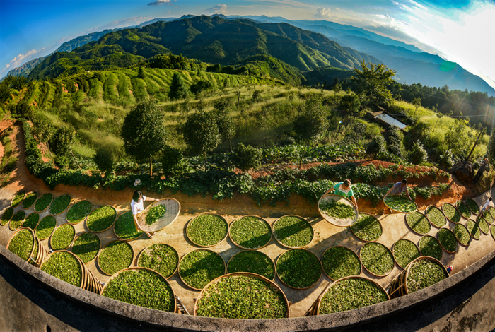 美人茶基地 （摄影：林建伟）
