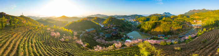 大田茶山 （摄影：苏晋锻）