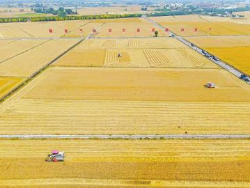 广汉市国家现代农业产业园迎来丰收季。 李荣伟 摄